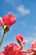 garden pink roses on blue sky background