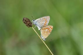 butterflies on dry grass on a blurred background