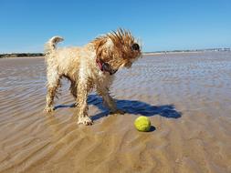 dog with yellow ball on wet sand