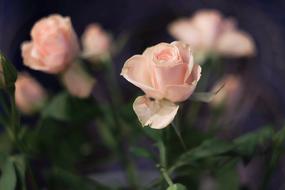 pink Flowers Nature Plant