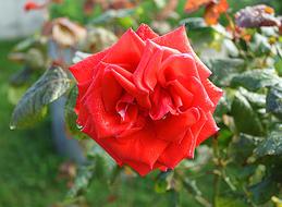 Pink red Flower Nature
