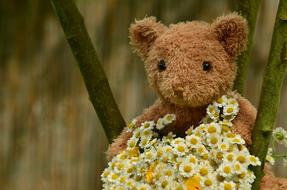 teddy bear and a bouquet of daisies