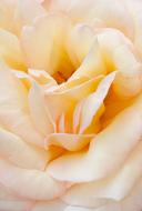 cream rose as background