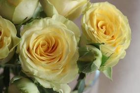 Rose Flower Petal