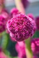 Flower Plant Nature