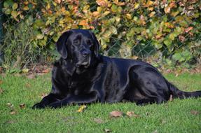 Black Lab Beautiful Dog on grass