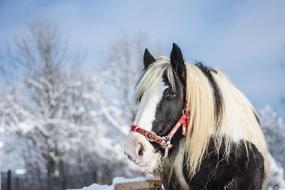 black horse with white mane outdoors in winter