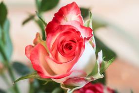 Rose, white Flower with red edges of Petals
