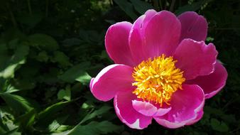 pink open Peony with yellow core