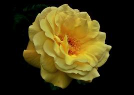 Close-up of the beautiful, yellow and orange, gradient rose flower, at black background