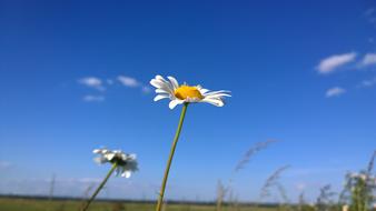 Flower Daisy at Blue Sky