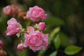 Roses Pink Flowers at garden