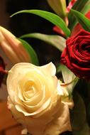 Flowers Rose Petal
