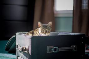 kitten in a travel suitcase