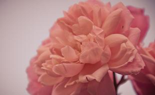 Close-up of the beautiful, blooming, peach and pink rose flowers on the branches