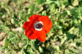 Poppy Flower at Nature