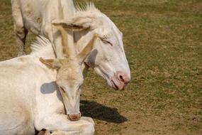 Baby Young Donkey and Horse