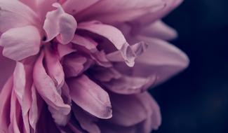 Pink Rose petals Love