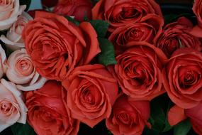 red Roses Flowers Natural