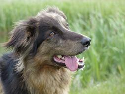 Portrait of the cute, colorful and beautiful dog on the green grass