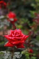 red Flowers Nature Plants