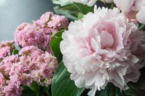 pink Flower Peony Blossoms