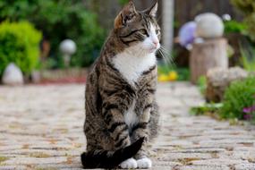 tabby domestic cat outdoors on a blurred background