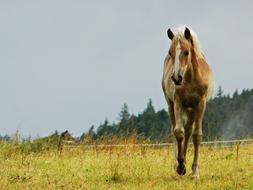 Beautiful, colorful and cute Haflinger, running on the colorful pasture, near the green trees