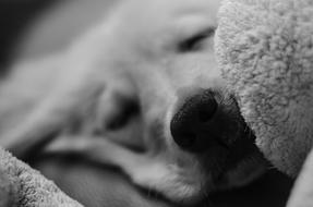 Black and white photo with the portrait of the cute and beautiful Golden Retriever dog on the blanket