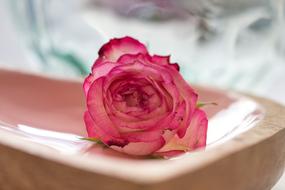 beaty pink Rose Romance Blossom