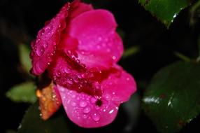 pink rose on a bush in raindrops