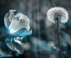 Beautiful, white and blue flowers with lights, clipart