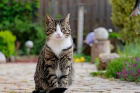 Cute, colorful and beautiful cat sitting on the path with pavement, among the colorful and beautiful garden