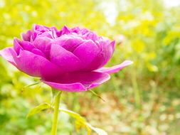 Close of the beautiful, pink rose flower among the green plants of different shades