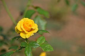 Yellow Rose Garden