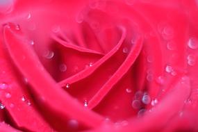 abstract dew drops on pink rose petals