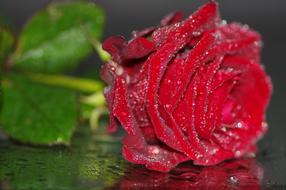 closeup photo of Red Rose Blooms petals