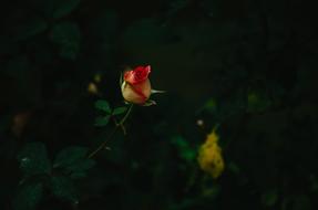 Rose Flower Floral bud