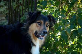 Cute Dog and Green leaves