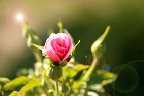 Rose Pink Flower at sunlight