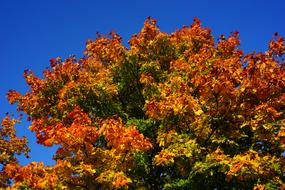 Close-up of the beautiful and colorful trees with foliage, in the late summer, under the blue sky