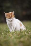 kitten on green grass