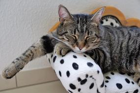 Tiger Cat Rest rest on couch