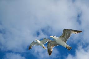 Beautiful, colorful and cute seagull birds, flying in sunlight, under the blue sky with clouds