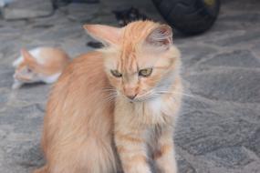 angry domestic cat in the yard in a blurred background