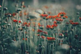 spring red Flowers field