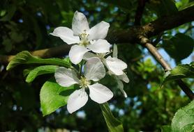 Close-up of the beautiful, blossoming, white apple flowers with green leaves, in the spring