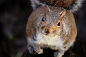 fluffy squirrel outdoors, close-up