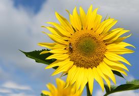 Sunflower Field at blue Sky