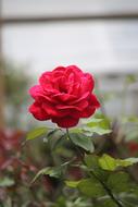 Close-up of the beautiful, blossoming, red rose flower on the stem, with green leaves